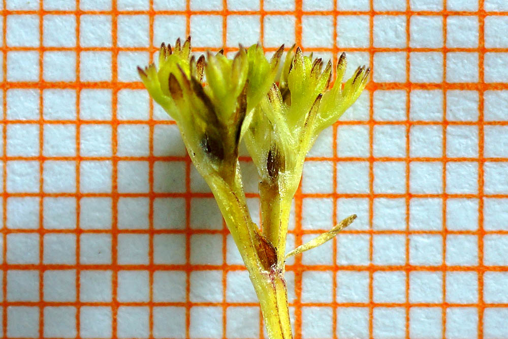 Valerianella microcarpa / Gallinella a frutto piccolo